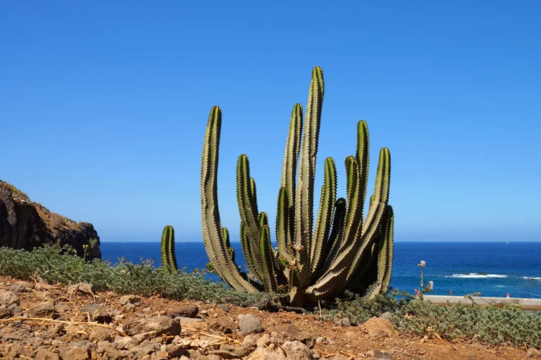 Immagine per Tenerife mare e sole