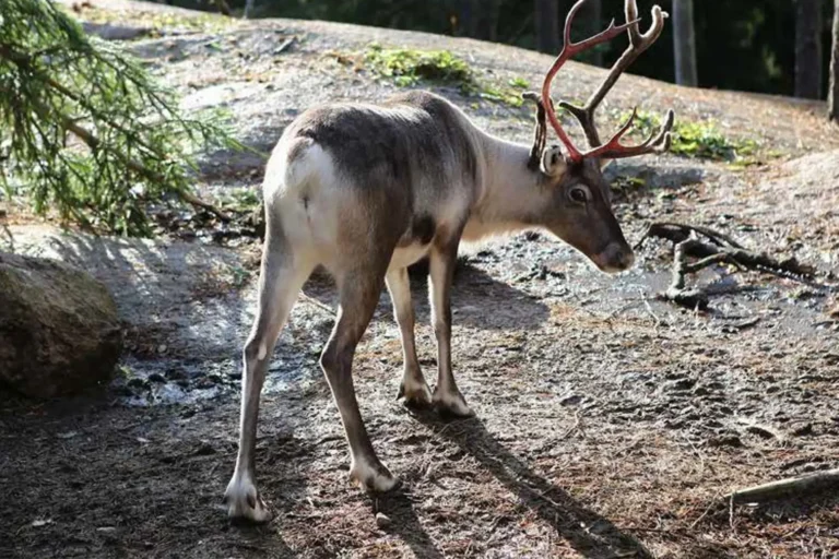 Immagine per Lapponia estiva Into the Artic